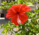 رنگ قرمز قابل مشاهده در عکس نمونه گلکسی M32