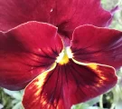 Xiaomi Redmi Note 13 Pro 5G - Macro Samples