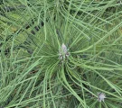 Samsung Galaxy S24 FE: 12MP 3x telephoto camera samples