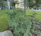 Samsung Galaxy S24 FE: 12MP ultrawide camera samples